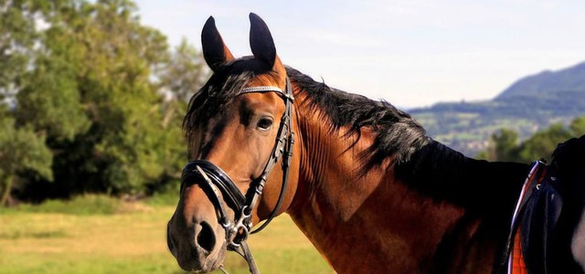 Ragazza cade dal cavallo, è grave
