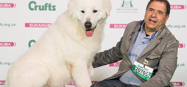 CRUFTS DOG 2017, FAUSTOLO MIGLIOR MAREMMANO DEL MONDO 