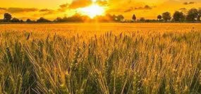 Chi ha orecchi per intendere, intenda! La Parola di Dio chiede disponibilità e collaborazione!