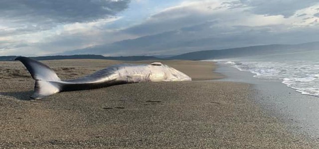 Balenottera spiaggiata ritrovata sul litorale tirrenico catanzarese