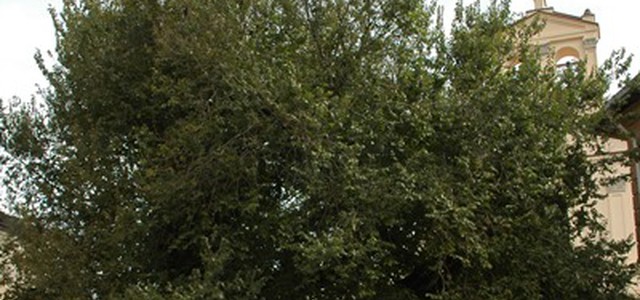Venticinque gli Alberi Monumentali che vegetano nel Parco dell’Aspromonte