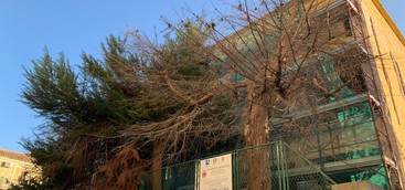 La denuncia di Veraldi: "Alberi costellano come lapidi l'area dell'ex Scuola Mazzini" (FOTO)