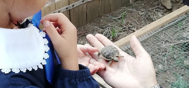 Tre tartarughe nate in una scuola grazie al progetto dei Carabinieri Forestale