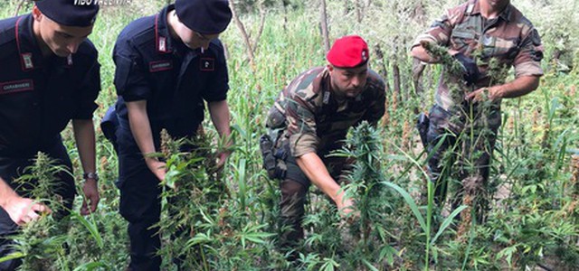 Scoperta piantagione droga nel vibonese