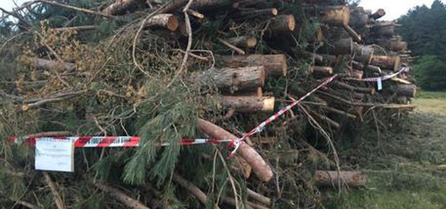 Taglio alberi in Parco Sila, denunce