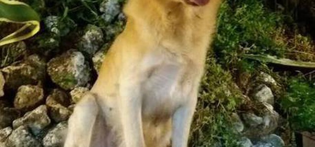 Il cane Billy impiccato ed infilzato ad una festa di paese in Calabria