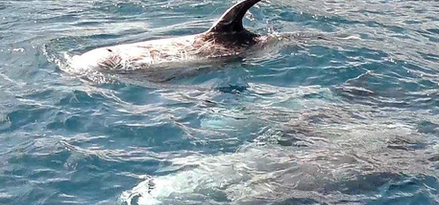 Più avvistamenti cetacei in Mar Ligure