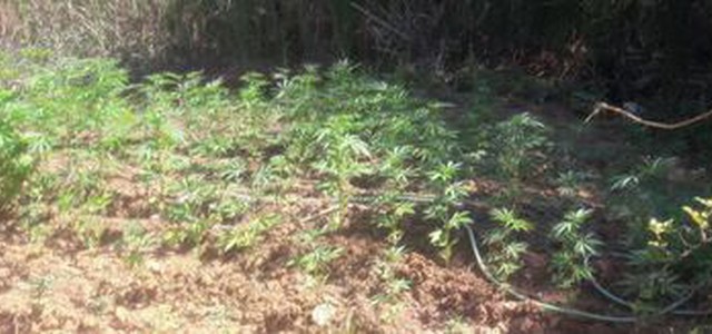 Carabinieri intervengono per un rogo e scoprono 210 piante di canapa