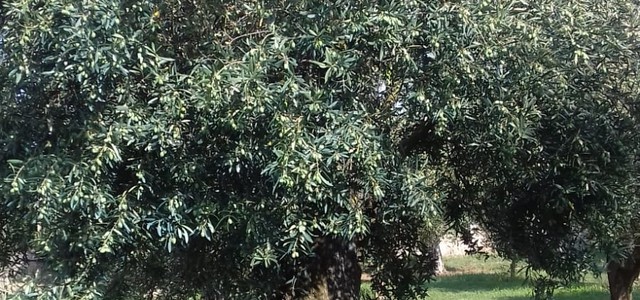 Calabria, frodi olio: bene i controlli dei Nas per tutelare le aziende serie. Di grande attualità la Legge di riforma dei reati agroalimentari