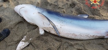 Squalo finisce sulla spiaggia nel Catanzarese, salvato