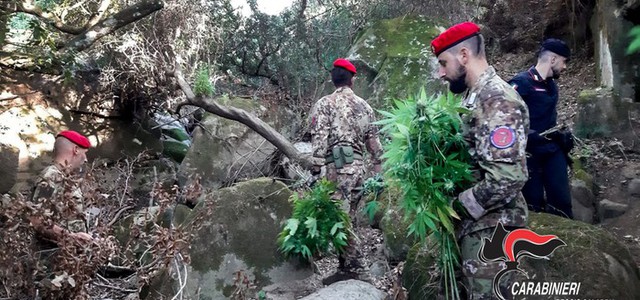 Due piantagioni di canapa indiana scoperte a San Luca