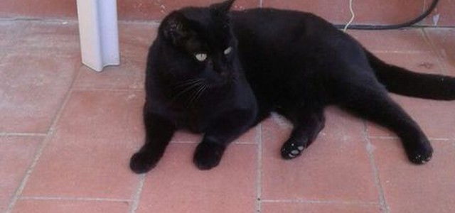 Gatto conteso, il caso finisce in tribunale