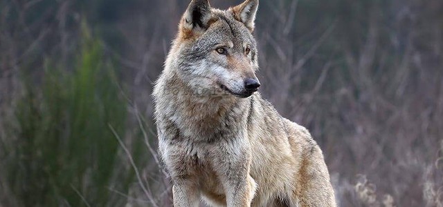 Orrore in Calabria, lupo ucciso a fucilate e appeso ad un palo