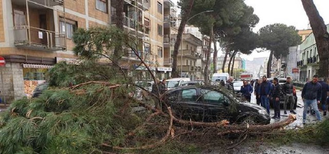 Grosso ramo cade su auto, illesa una donna