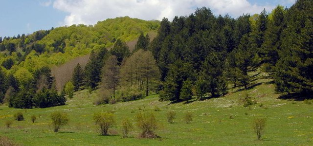 Ancora due posti gratuiti disponibili per la PM4SD™ Summer School del Parco Nazionale della Sila