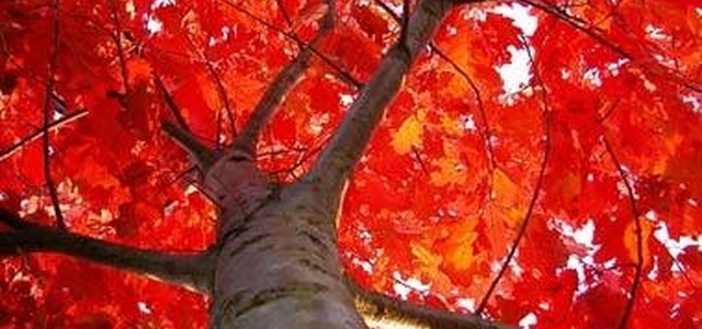 A Voce Alta: "Alberi in viale Falluc, soddisfazione per notizia ma nessun plauso"