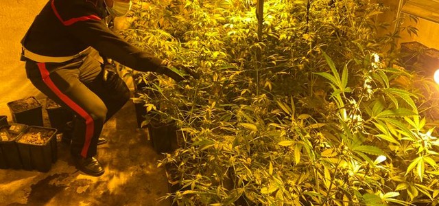 Cutro (Kr) - rinvenuta una serra utilizzata per la coltivazione e confezionamento di marijuana: un arresto.