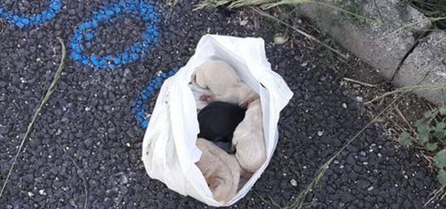 Cuccioli di cane abbandonati in sacco su A2, salvati
