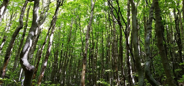 Parco Aspromonte, al via iniziativa “Adotta il Bosco”