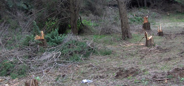 Abbattimento e furto di cipressi, denunciati due uomini