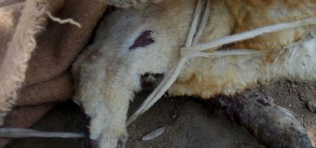 Cane trascinato con cappio al collo da auto e moto nel cosentino