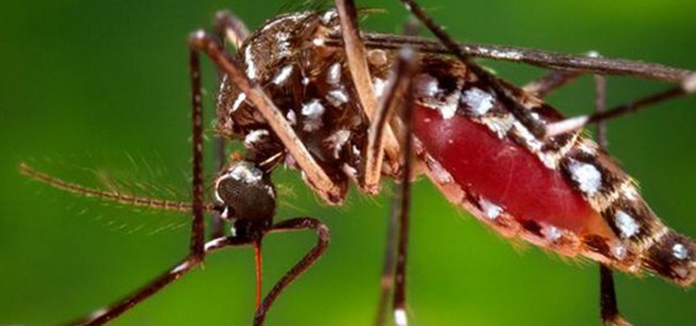 Le zanzare pungono di più quando sono assetate