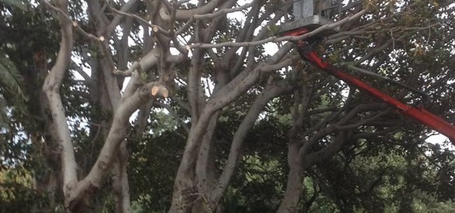 Procedono a ritmo serrato le operazioni sui Ficus