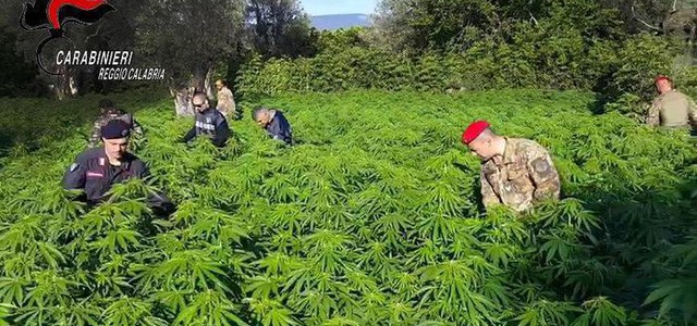 Scoperta piantagione di marijuana con oltre 400 piante, arrestato 55enne