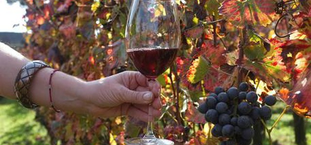 Truffe: denunciato industriale vinicolo a Lamezia