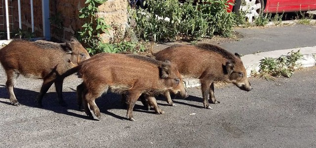 Emergenza cinghiali nel Catanzarese, sindaci: casi di tubercolosi in alcune carcasse