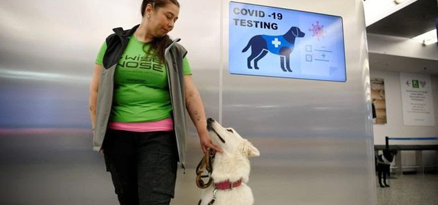Cani che fiutano il Coronavirus in aeroporto.