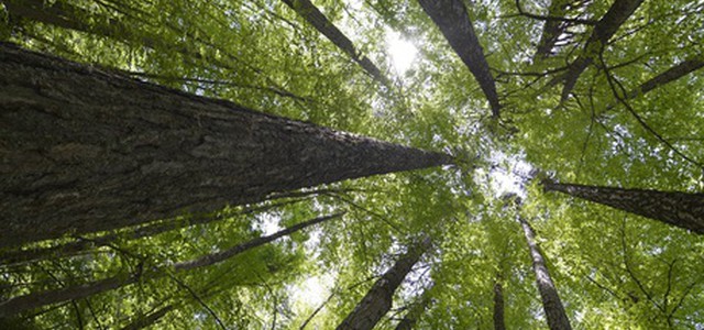 Parco Sila rilancia candidatura Unesco