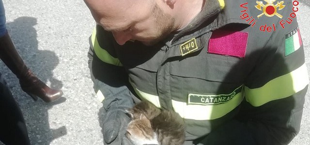 Due gattini incastrati in vano motore, salvati dai Vigili del Fuoco.