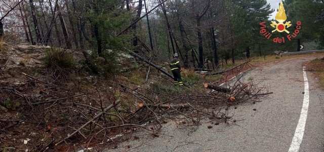 Aggiornamento maltempo: SILA , alberi si abbattono sulla strada per il forte vento