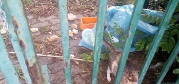 Dispetti, minacce e avvelenamenti- l'Associazione Su la Zampa denuncia: "Giù le mani dai gatti dell'Acqua Splash"