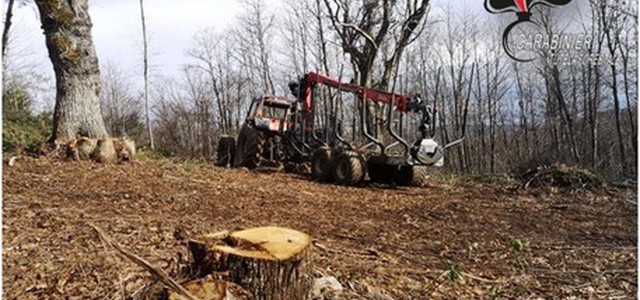 Taglio abusivo alberi,denunciata impresa boschiva