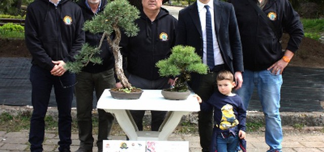 All'ex Stac la decima biennale “Arte bonsai e suiseki” 