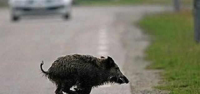 Sbanda e finisce fuori strada per evitare cinghiale nel Catanzarese