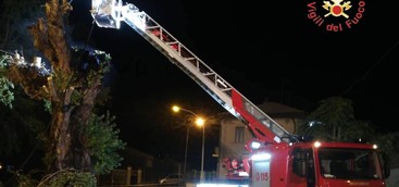 Albero secolare in fiamme, probabile origine dolosa