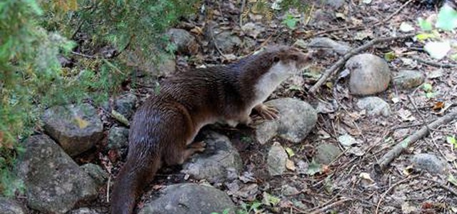 Lontra nel Pollino, necessari interventi