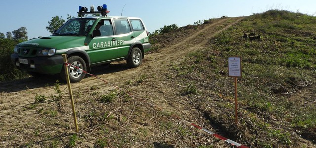 Distrutto bosco, denunciato proprietario