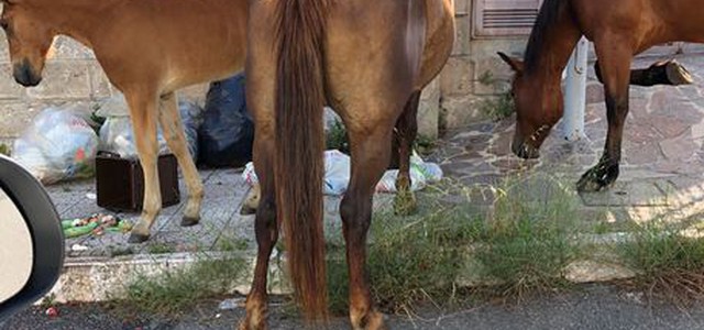 Cavalli allo stato brado a Vibo Valentia