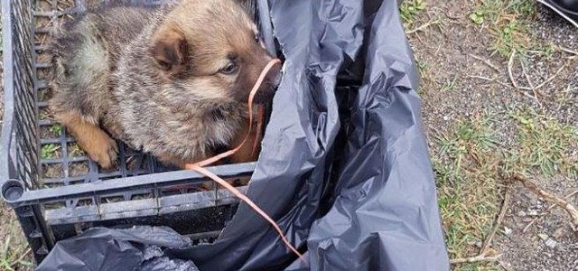 Cagnolino di pochi mesi abbandonato in cassetta di plastica, salvato dai carabinieri