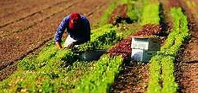 Agricoltura: conclusa campagna pagamenti domanda unica e Psr