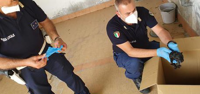Cuccioli abbandonati, chiamano i Vigili