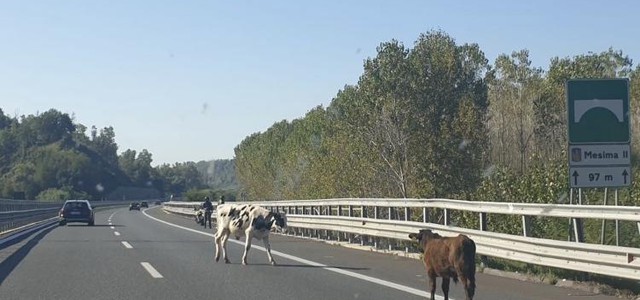 Mucche in autorstrada - panico e disordini sull'A2