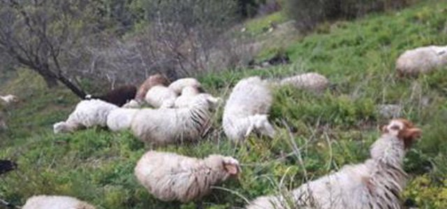 Ovini tra rovine castello, una denuncia