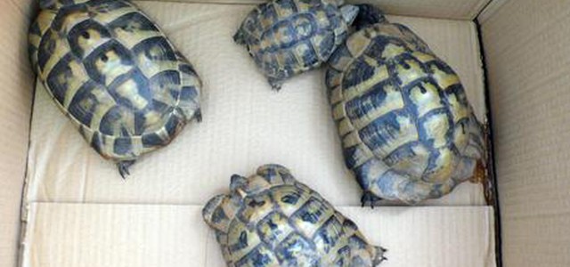 Operazione dei Carabinieri e Guardie Ecozoofile: sequestrate 171 tartarughe