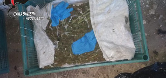 Scoperte 2 piantagioni cannabis