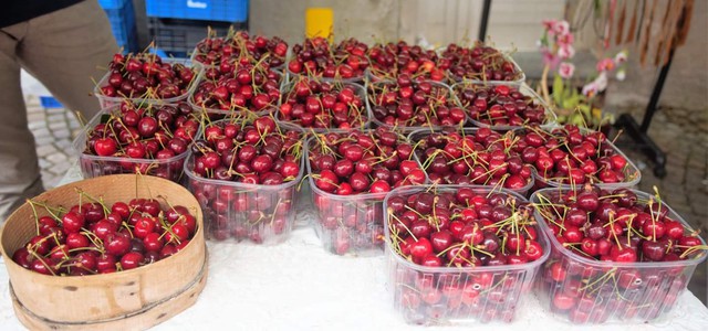 Record di presenze alla “Festa delle ciliegia”  